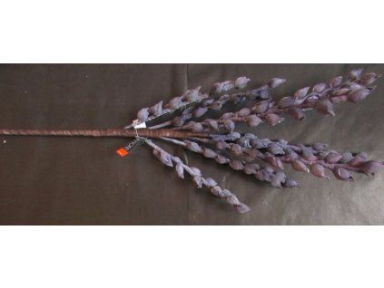 kvet fialovy 4863